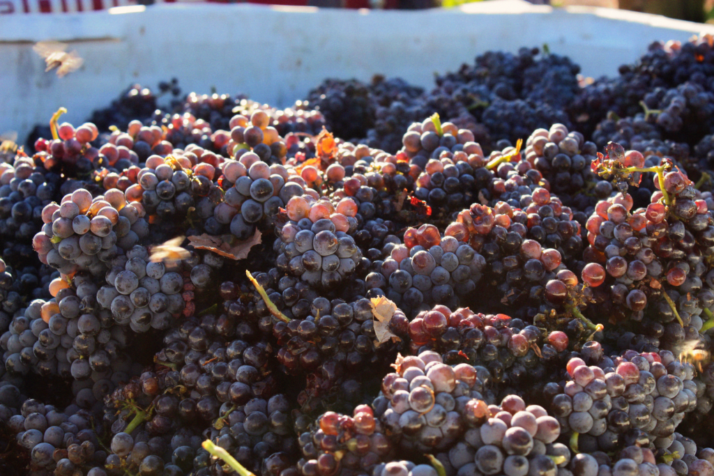 red wine grapes in a picking bin during harvest time in the vineyard