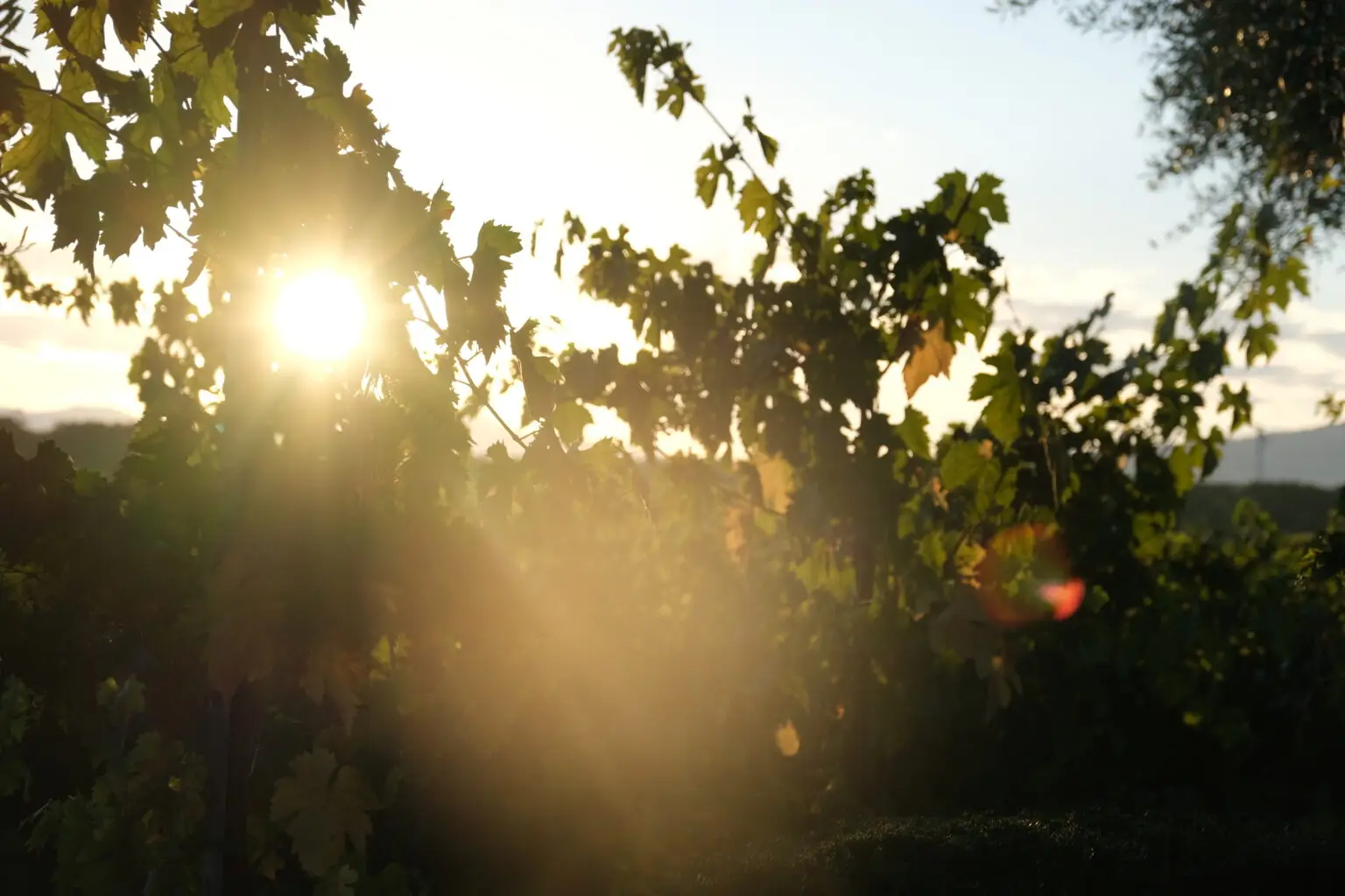 Sunny vineyard