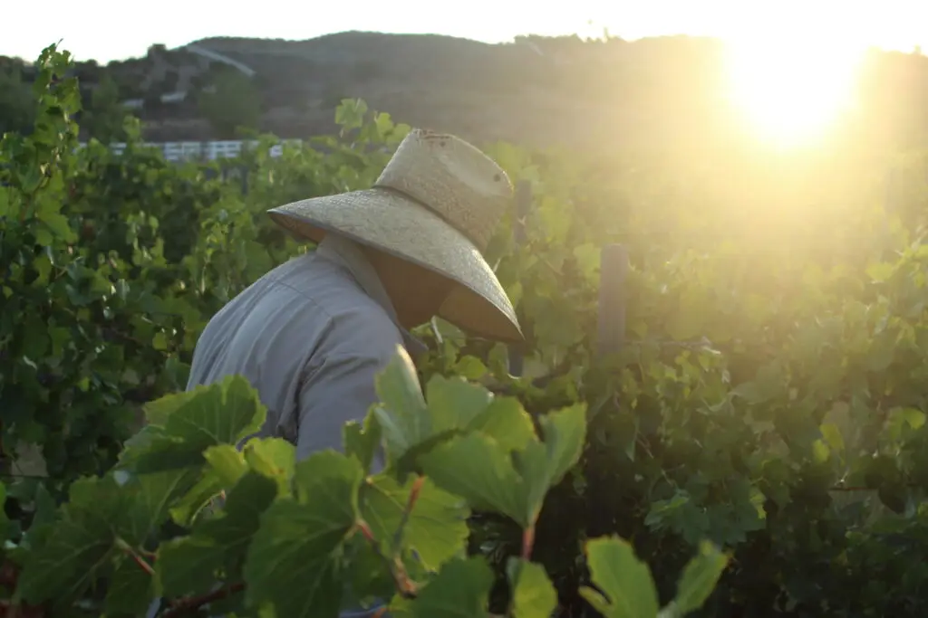 man in the vineyard during harvest at sunrise with a sun glare behind him surrounded by greenery