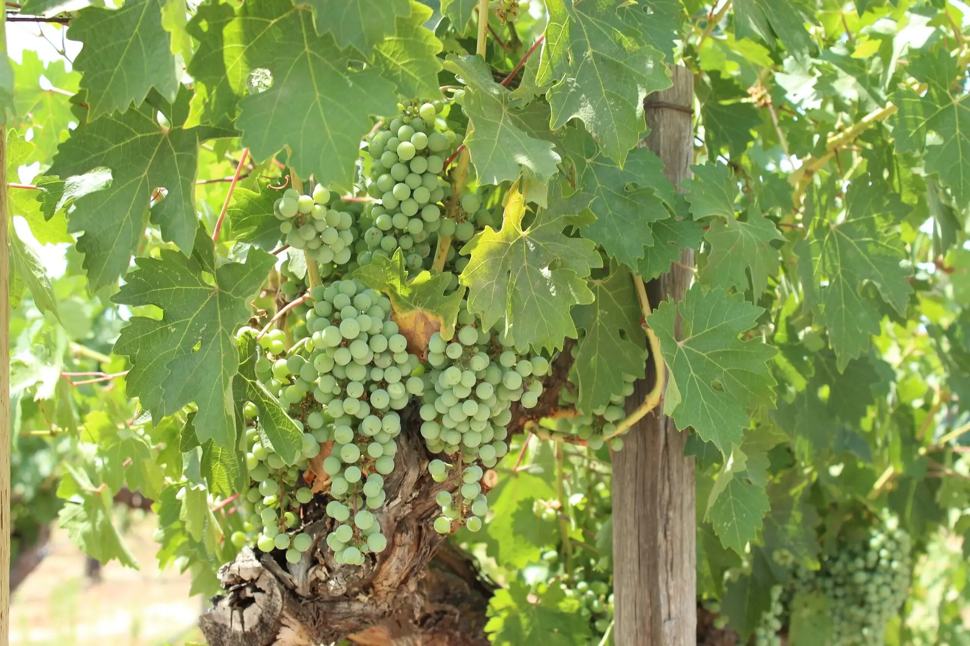 The Renaissance of Grape Varieties Wiens Cellars