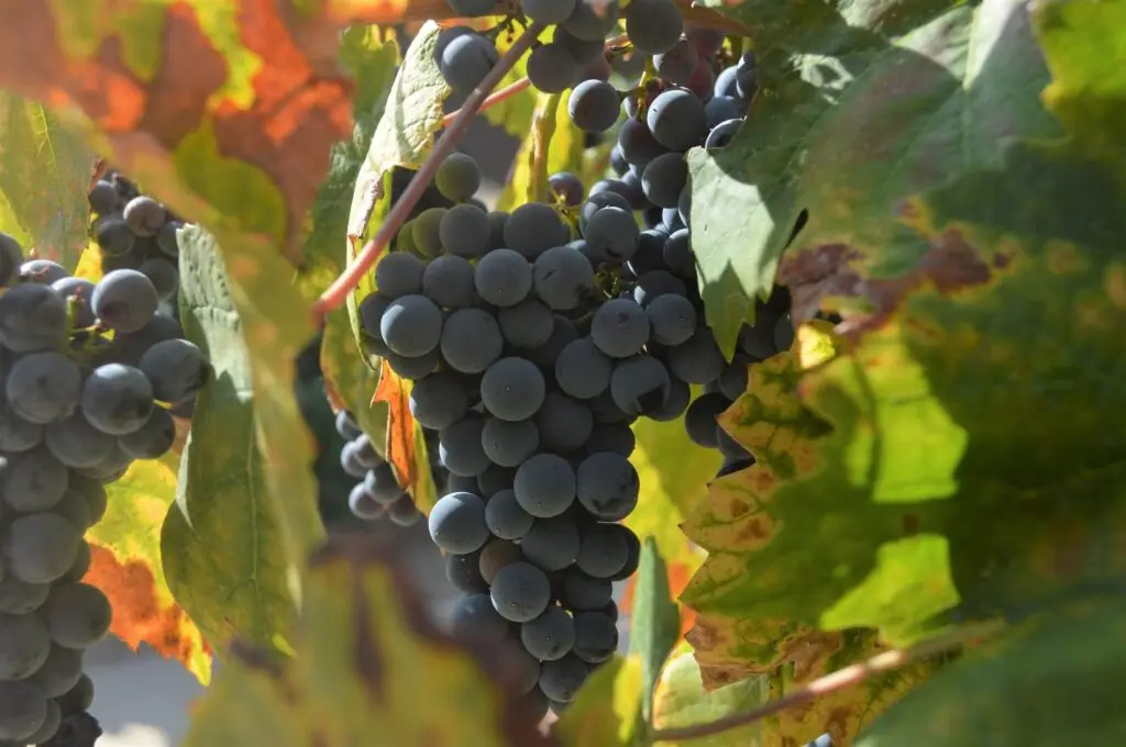 syrah wine grapes in a vineyard with fall leaves surrounding the fruit cluster outdoors in nature