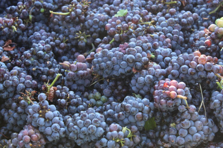 Bella Maria Harvest 99