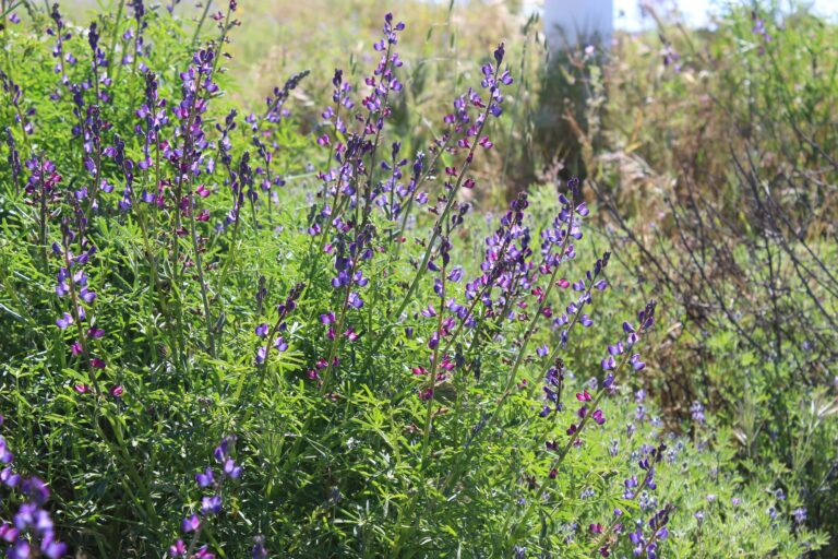 purple flowers in a field during springtime