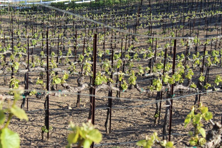 wine grape vineyards in the spring during bud break