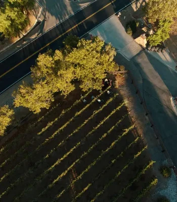 LA CRESTA VINEYARDS