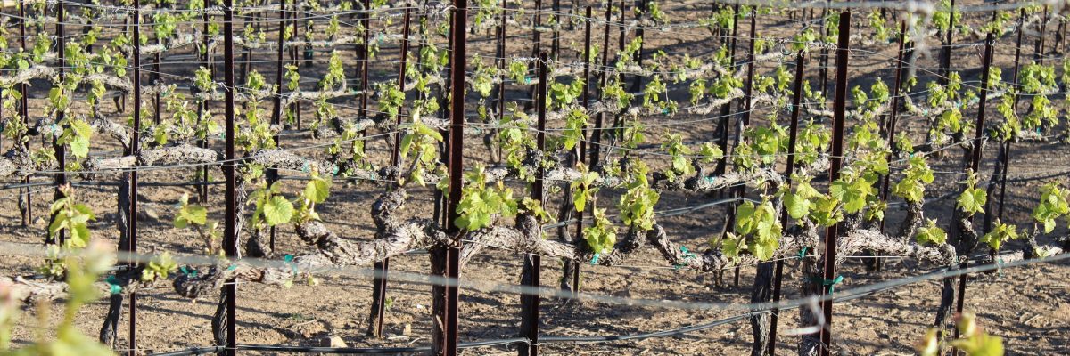 bud break Sisters’ (18) wine grape vineyards in the spring during bud break