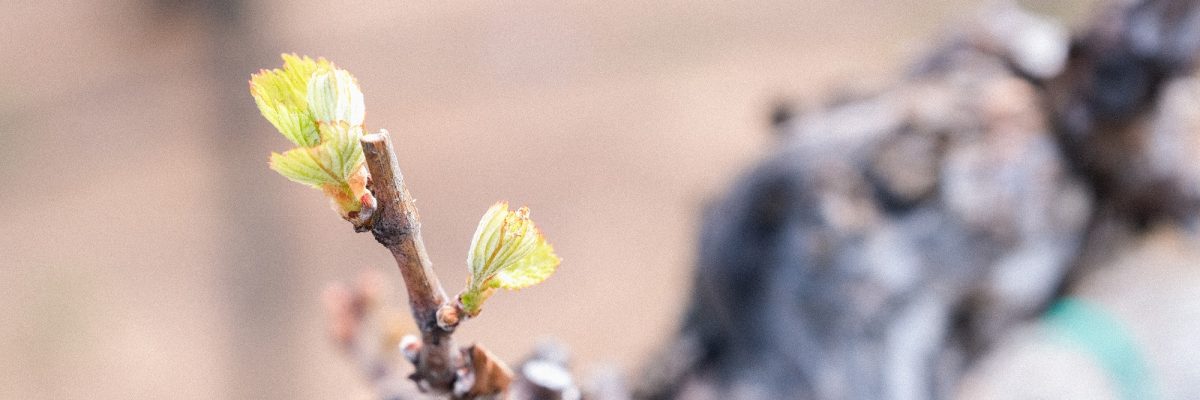 bud break (edited) Wine grape, bud break in the vineyard during spring