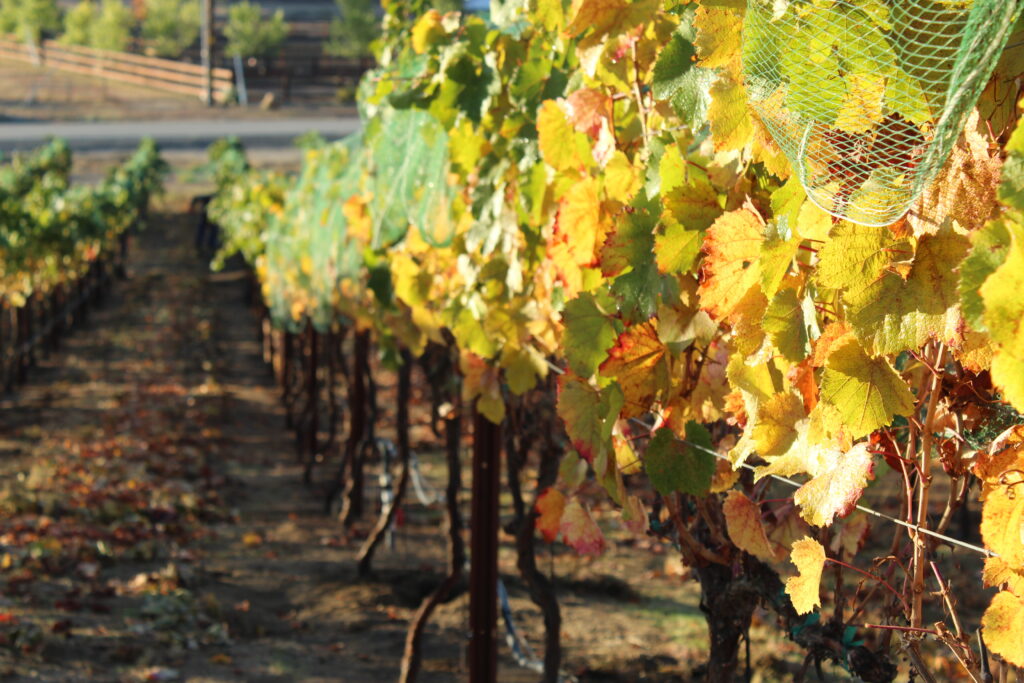 Fall Vineyards 24