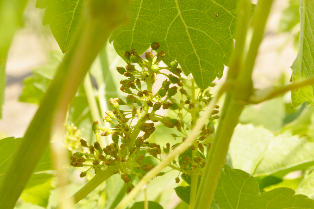 Vine flowering edited