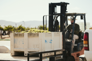 Winemaking David Rey