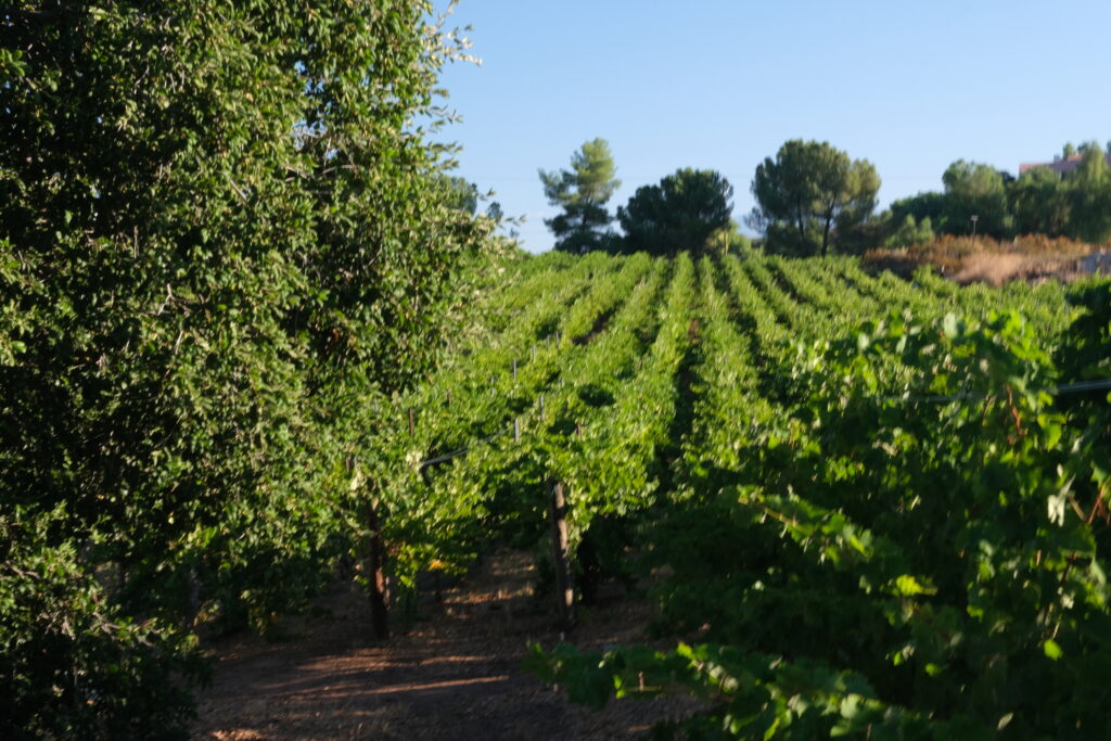 Organic Winemaking