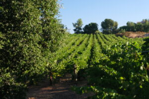 Organic Winemaking