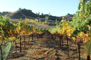 Fall Vineyards 21