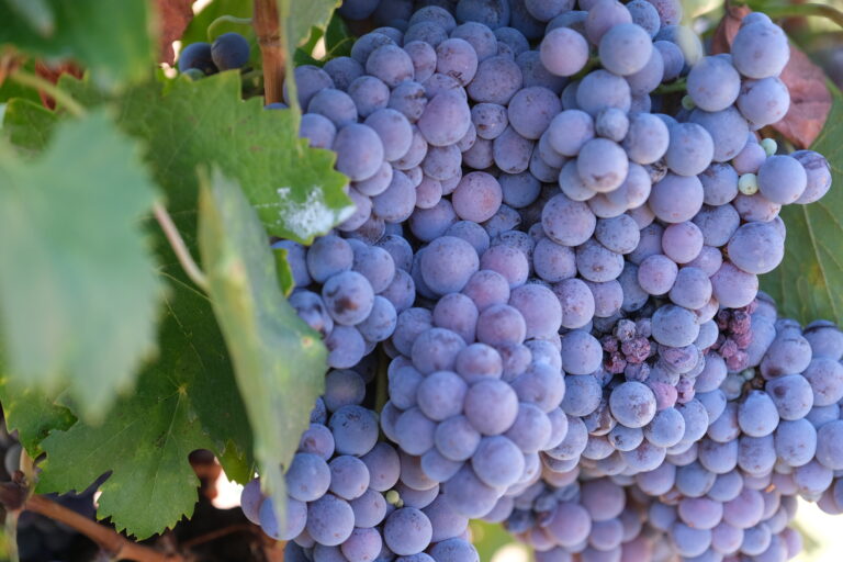 Vineyard Grapes in Southern California