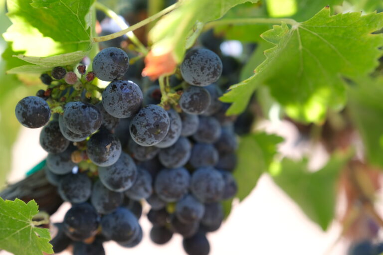 Cabernet Sauvignon Wine Grapes Up Close