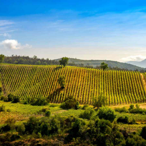 Chile Wine Region